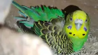 রাতের বেলা পাখির 
