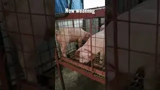 new weaning #usapangbaboy #usapangbaboy #pigfarmingguide #piglets #farrowingpen #backyardfarming