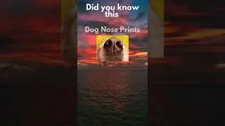 Dog Nose Prints | Dogs Facts #quickdogfacts #dogs #petfunfacts #learnaboutdogs #pawsfact #noseprint