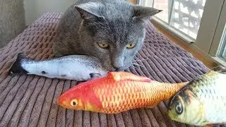 Catnip Fish Toys From Amazon Wish List - Thunder