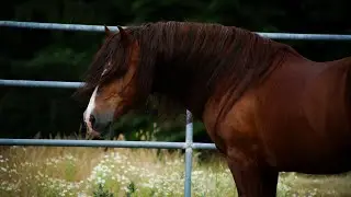 Avaelon Lion Heart- Section D Welsh Cob Stallion