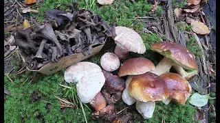 Bunte Pilzwelt auf dem Tannenberg - Oktober 2024 - Colourful world of mushrooms on the Tannenberg