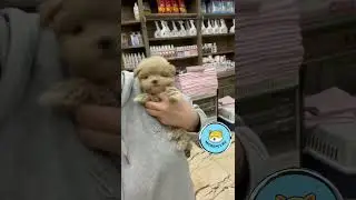 Корейские Микро Щенки Мальтипу на www.micropet.ru
