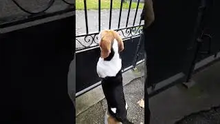 beagle qui aboie