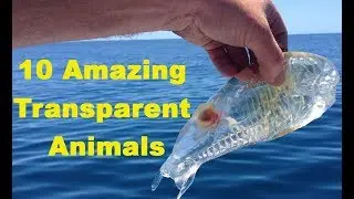10 Amazing Transparent Animals from Around the World