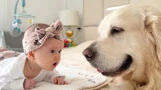 Golden Retriever Becomes the Baby&rsquo;s Best Friend