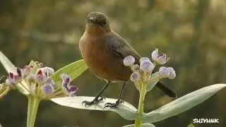 BROWN ROCK CHAT
