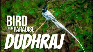 The Bird from Paradise - Dudhraj
