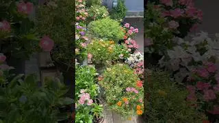 Outdoor Oasis Decor Hacks 🌸🌴#gardening #oasis #asmr #naturephotography #flowerplants