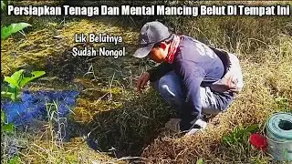 GANAS..‼️ SAMBARAN BELUT BESAR DI KEBUN SAWIT BIKIN JANTUNGAN