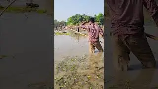 Asian Country Fishing #shorts | Amazing Rural Fishing Video 🇮🇳 Best Asian Fishing Technique #shorts