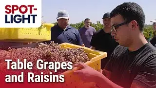Come for the grapes, stay for the raisins (they take longer) | Viticulture 103