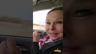 Funniest Emu Moments Ever Silly Faces Bizarre Behaviors Amusing Antics Funny Fails