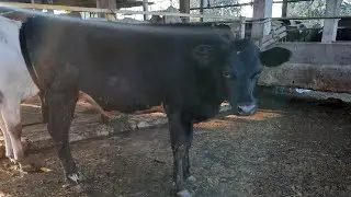 Hf and jersy mix top class calf Ashok dairy farm Karnal Haryana 9812888886