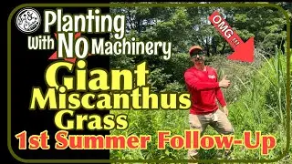 Planting Giant Miscanthus Grass - 1st Summer Follow up 🌾- Screening For Deer🦌 #planting #Miscanthus