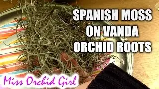 Mounting Spanish Moss on Vanda orchid roots