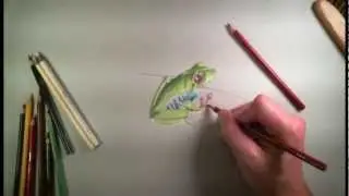 Colored Pencil Drawing of a Frog