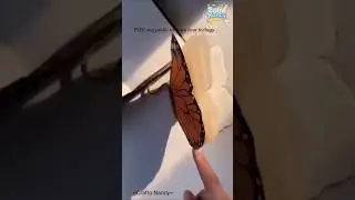 Butterfly Diary Tag 🦋✨ | Cute Paper Craft | #shorts