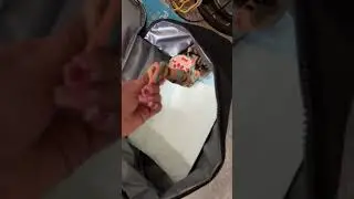 Part six dog packing