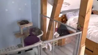 Kittenlounge von Burgfrieden