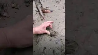 #mangrove #bakawan  #shell #relaxing #relax #clam #shorts #asmrrelax | clam picking