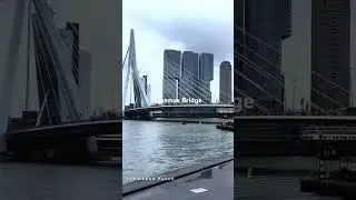 Rotterdam Soft Rain Walk to Erasmus Bridge (THE SWAN) 🌉