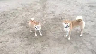Lisko Shiba