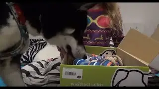 Schecker Schnäppchenbox für Hunde - Unboxing 💙 | Hundebox Test | 🐺 Husky Goraidh 🐾