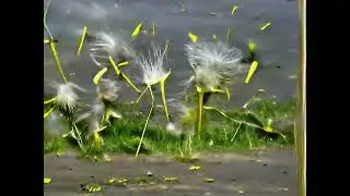 wind blowing and dispersing dandelion pappus