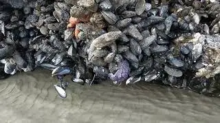 Mussels.  Gooseneck Barnacles.  Orange and purple Starfish.  Just after the morning tide.  Oregon