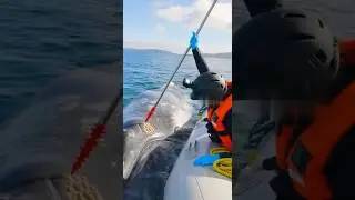 She poked the whale: Removing  Barnacles to Save Its Life # #ocean #wildlife