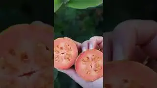 Self Sustainable US Promo