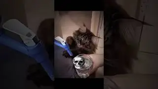 Cats help humans' ☠️