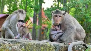 Spring monkey family called her friend and to talking for Them in massage health for her care