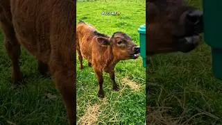 Be positive and kind to eachother and make good.🥰#animals