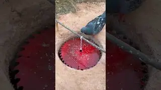 Amazing Catching Dove Unique Trap #youtubeshorts