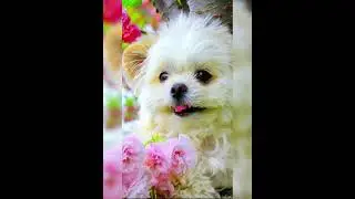 #Cute puppy's wallpapers 💖🐶#shorts#trending