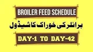Broiler Feeding Guide | Poultry Farm Business Plan Feed Schedule for Chickens