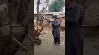 Sindhi funny video