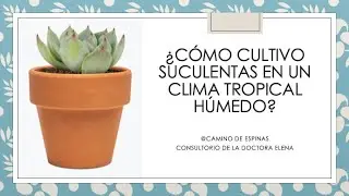 &iquest;C&oacute;mo cultivar plantas suculentas en clima tropical h&uacute;medo?