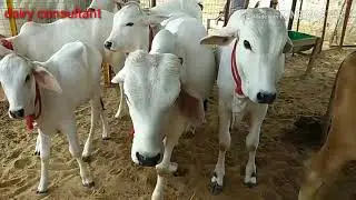 देशी गौपालन के कार्य मे फायदा ही फायदा। पूरा वीडियो देखें। Tharpakar Breeding Farm Jodhpur.