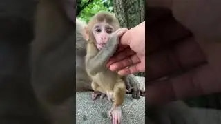 Oops Baby Monkey #Shorts
