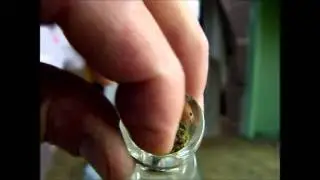 Purple Buds / Bong Hit