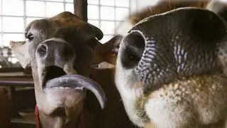 The Dairy Cows of Cinnamon Ridge