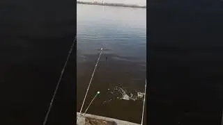 Так впирається ніби там кілограмовий батон сидить #bestfishing #риболовлякиїв #плотва #київрибалка
