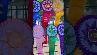 Upperville Colt and Horse Show 2025