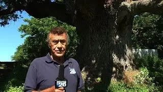 Cloning Ancient Trees