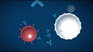 Antibodies and their role in beating COVID-19