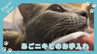 【日常ケア】あおちゃんのあごをお手入れ／そらもついでにチェック【ロシアンブルーのあおそら】