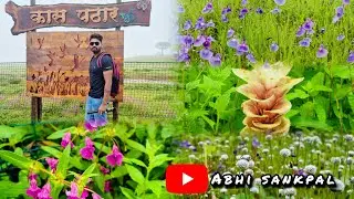 “Kaas Pathar Satara 🌸 | Maharashtra चं Valley of Flowers | booking available 9619114807 #kass #kas